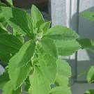 Stevia rebaudiana 100 seeds