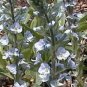 Veronica gentianoides Ramona 250 seeds