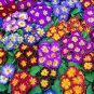 Primula vulgaris Potsdam Strain 250 seeds