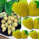 Strawberry Yellow Wonder 1,000 seeds