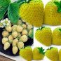 Strawberry Yellow Wonder 1,000 seeds