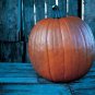 Pumpkin Howden 500 seeds
