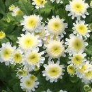 Tanacetum parthenium Matricia parthenium White Stars 2,500 seeds