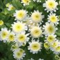 Tanacetum parthenium Matricia parthenium White Stars 2,500 seeds