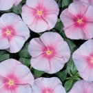 Vinca Pacifica XP Blush 500 seeds