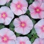 Vinca Pacifica XP Blush 500 seeds