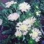 Stokesia laevis (cyanea) 100 seeds