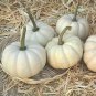 Pumpkin Casperita 100 seeds
