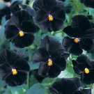 Viola Angel Black 250 seeds