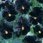 Viola Angel Black 250 seeds