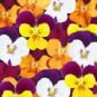 Viola Penny JumpUp Mix 250 seeds