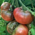 Tomato Black Krim 250 seeds