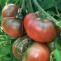 Tomato Black Krim 250 seeds