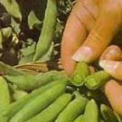 Pea Sugar Daddy 250 seeds