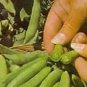 Pea Sugar Daddy 250 seeds