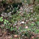 Thalictrum dioicum 250 seeds