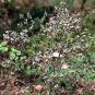 Thalictrum dioicum 250 seeds