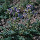 Polemonium viscosum Blue Whirl 250 seeds