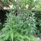 Symphytum officinale 100 seeds