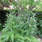 Symphytum officinale 100 seeds