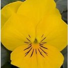 Viola Sorbet XP Yellow 250 seeds