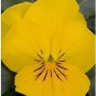 Viola Sorbet XP Yellow 250 seeds