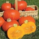 Squash Winter Sunshine 100 seeds