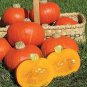 Squash Winter Sunshine 100 seeds