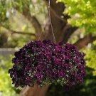Pansy Cool Wave Purple 100 seeds