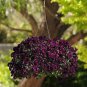 Pansy Cool Wave Purple 100 seeds