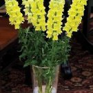 Snapdragon Maryland GF1-2 Yellow 500 seeds