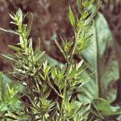 Tarragon Russian Artemesia 2,500 seeds
