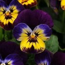 Viola Sorbet XP Midnight Glow 250 seeds