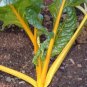 Swiss Chard Canary 500 seeds