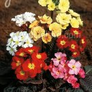 Primula elatior Jessica Mix 100 seeds