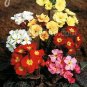 Primula elatior Jessica Mix 100 seeds