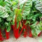 Swiss Chard Intense 500 seeds
