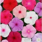 Vinca Titan Mix 250 seeds