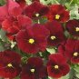 Viola Penny Red Blotch 250 seeds
