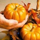 Pumpkin Jack Be Little 250 seeds