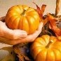 Pumpkin Jack Be Little 250 seeds