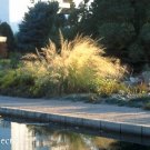 Sporobolus Giant Sacaton 250 seeds