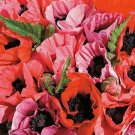 Papaver orientalis Fruit Punch 500 seeds