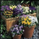 Viola Penny Lane Mix 250 seeds