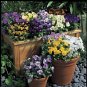 Viola Penny Lane Mix 250 seeds
