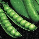 Pea Knight 250 seeds
