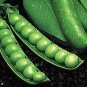 Pea Knight 250 seeds