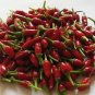Pepper Hot Bird 250 seeds