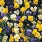 Viola cornuta Garth Special Mix 500 seeds