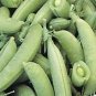 Pea Sugar Snap 250 seeds